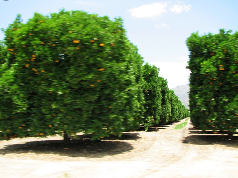 Orange trees on our drive...we drove past miles and miles of orchards